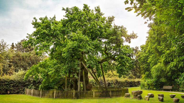 Die historische Femeiche im Münsterland Dorf Erle