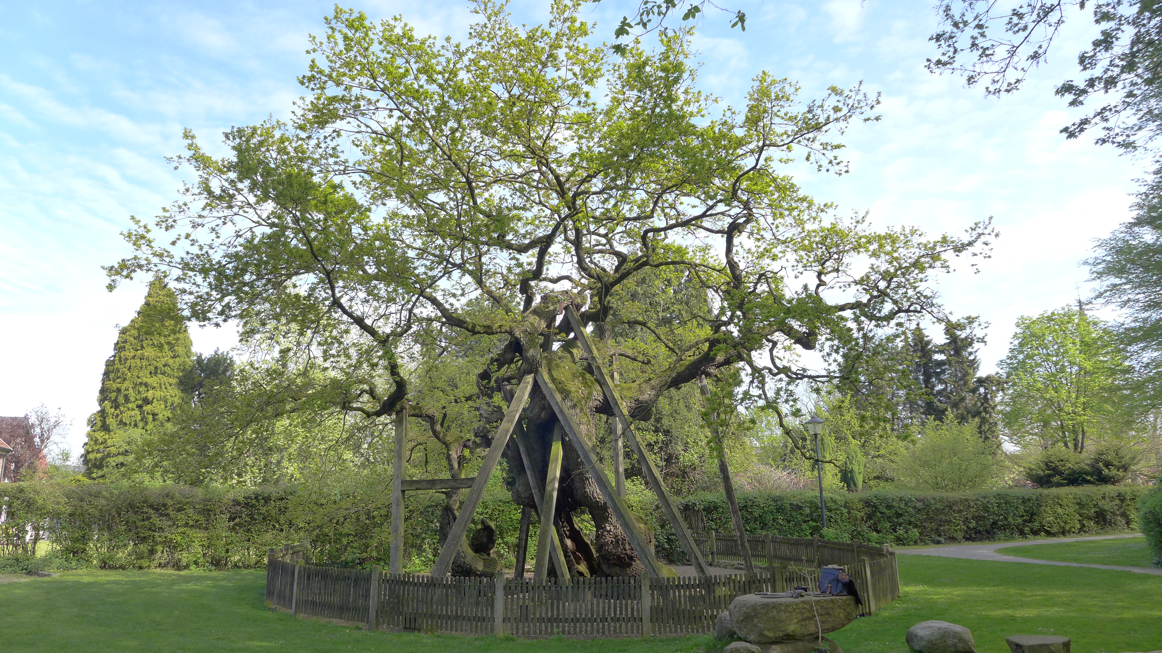 Historische Femeiche in Raesfeld-Erle